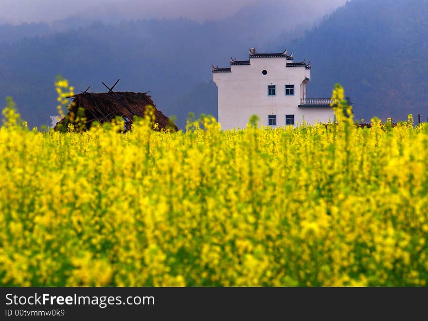 Photoed it in Wuyuan, Jiangxi, China in spring. yellow canola filed with white wall and black tile roof house at background. Photoed it in Wuyuan, Jiangxi, China in spring. yellow canola filed with white wall and black tile roof house at background