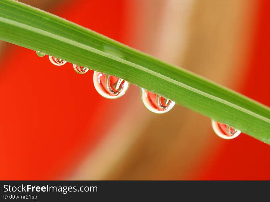 Macro of waterdrops on the stalk. Macro of waterdrops on the stalk