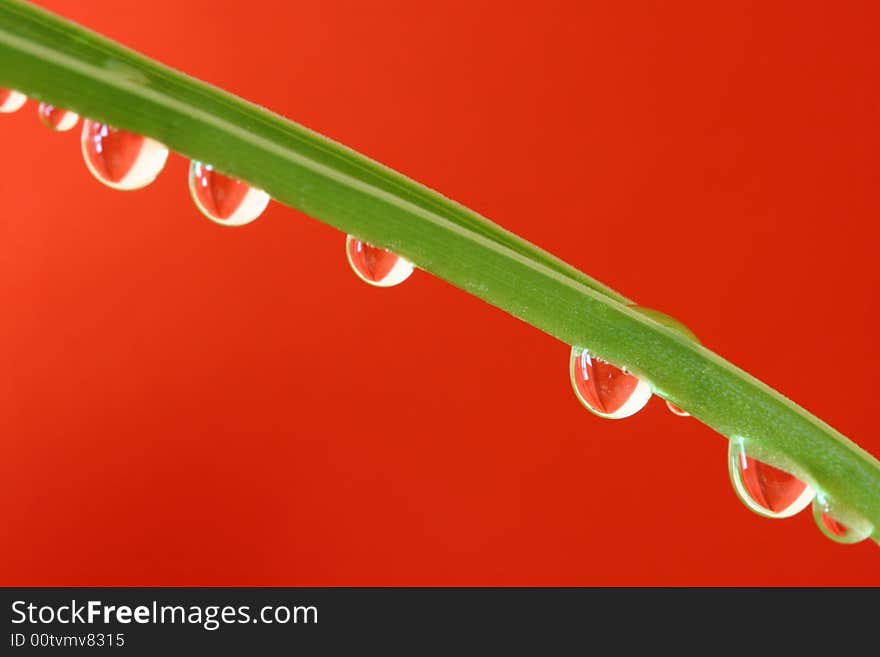 Macro of water drops on the stalk. Macro of water drops on the stalk