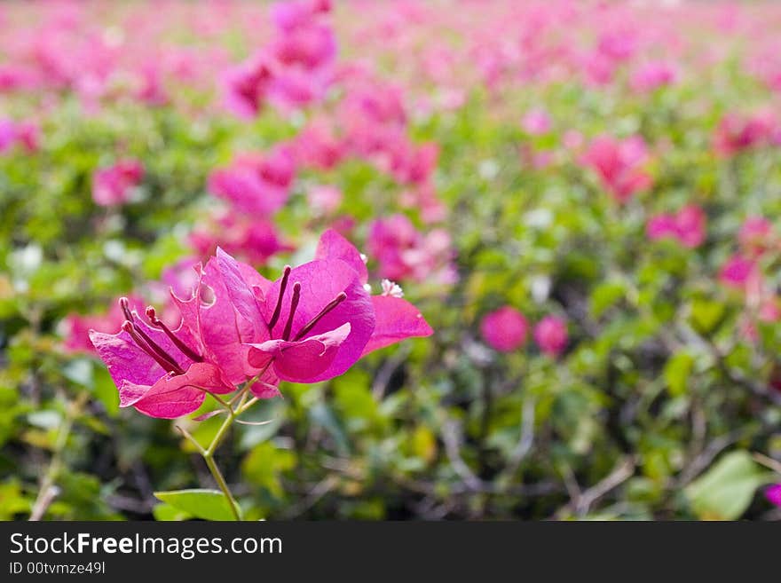 Pink Bougainvillea