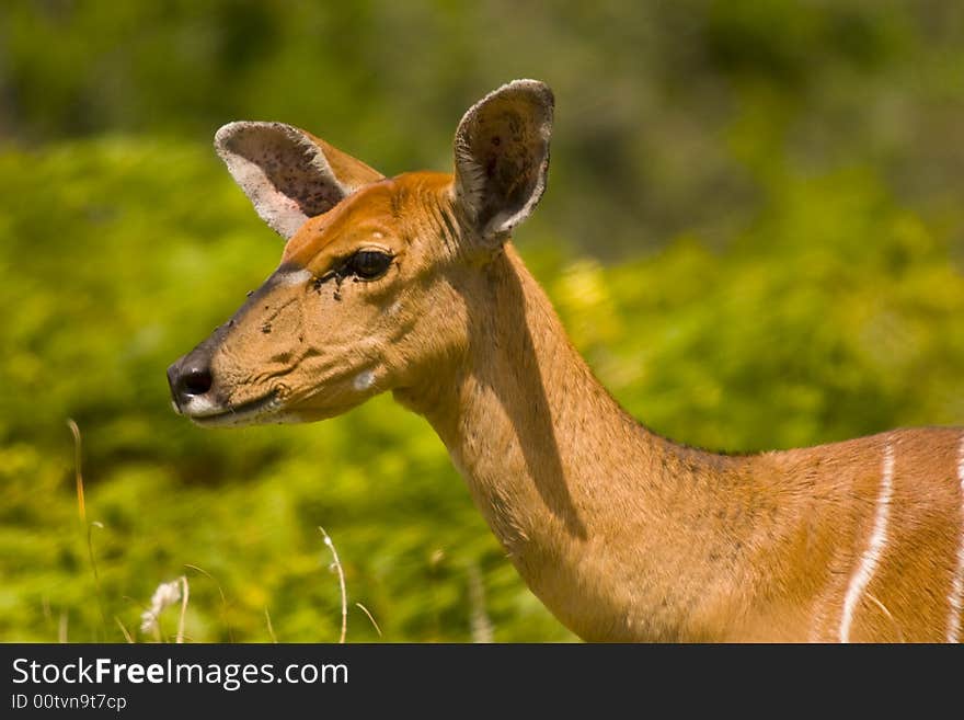 A kudu female in a nature reserve in South Africa. A kudu female in a nature reserve in South Africa