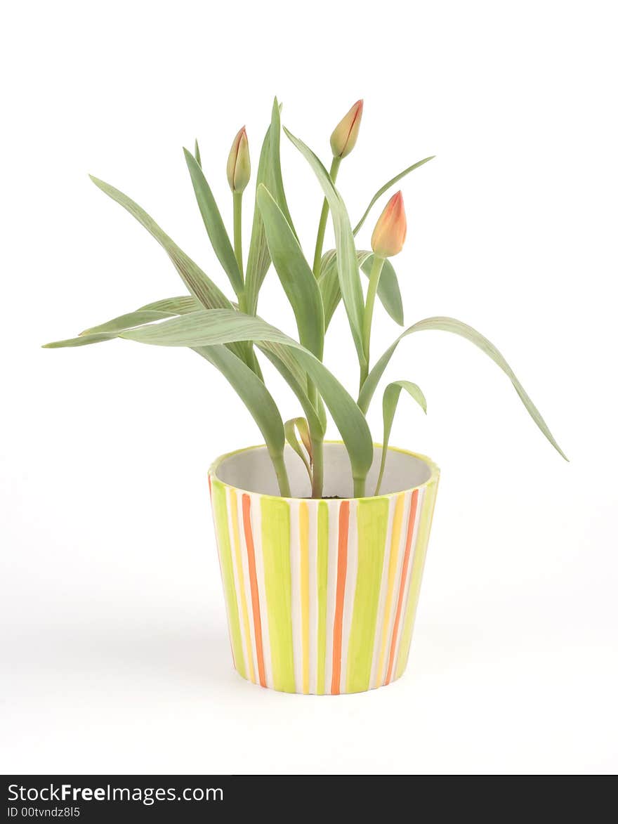 Tulips In A Pot