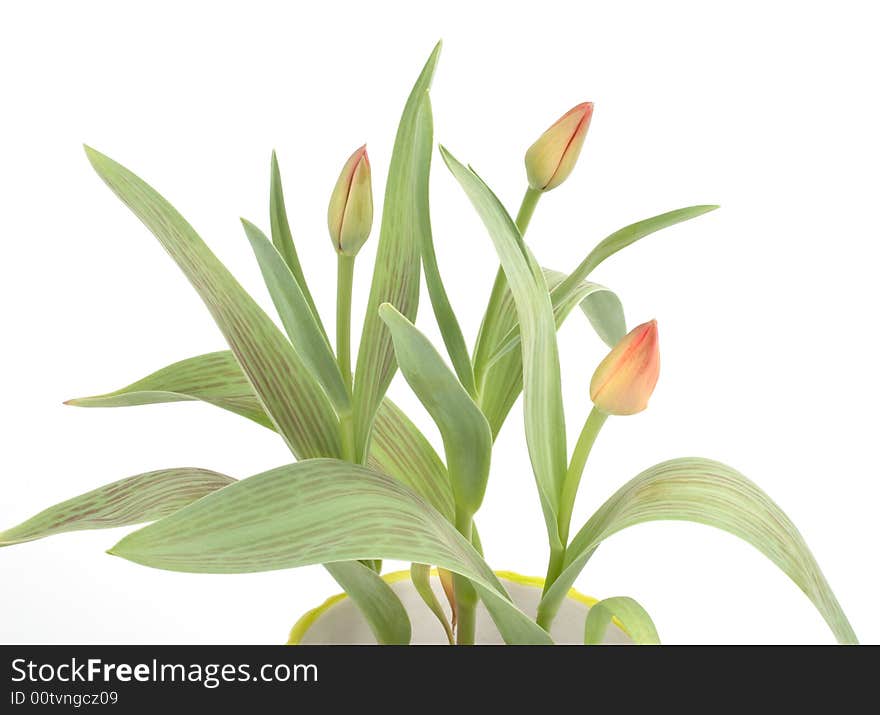 Tulips in a pot