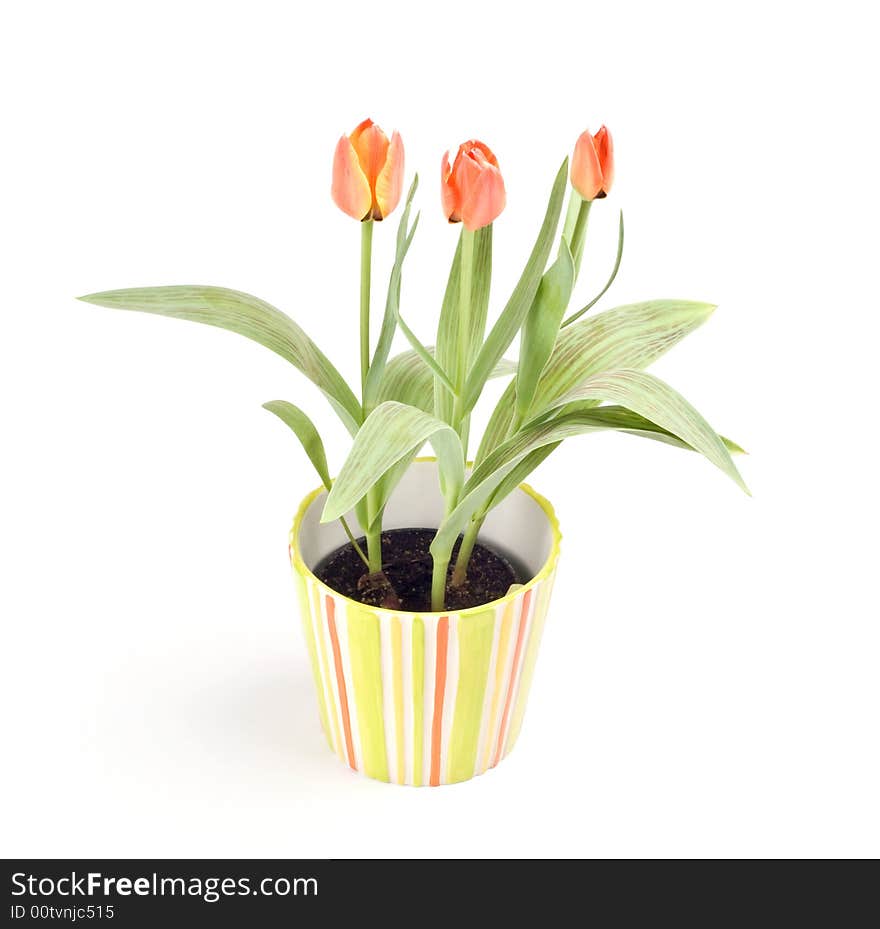 Tulips In A Pot