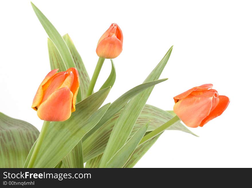 Close up of orange tulips