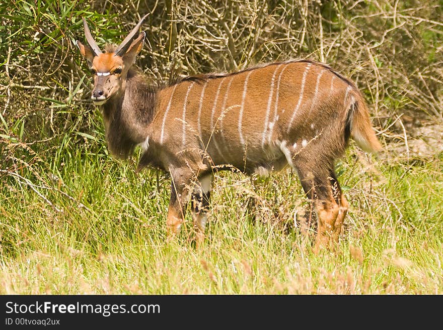 A young Inyala male feeding from a nearby bush. A young Inyala male feeding from a nearby bush