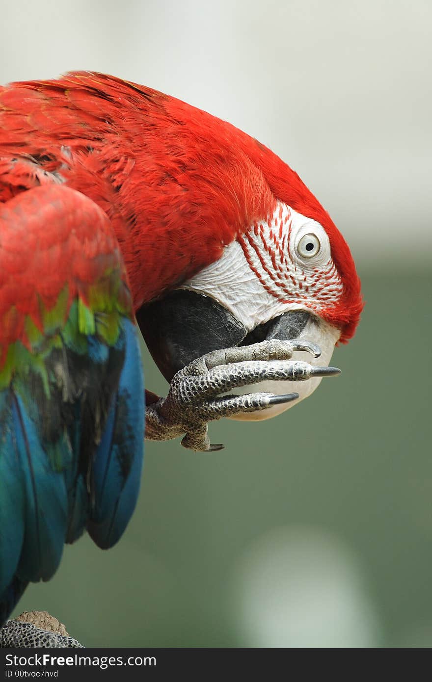 A macaw portrait in zoo