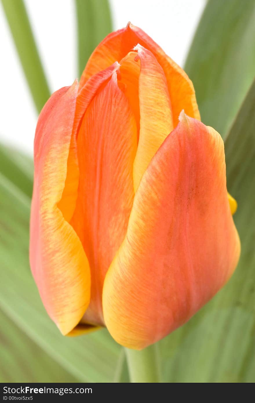 Close up of orange tulip