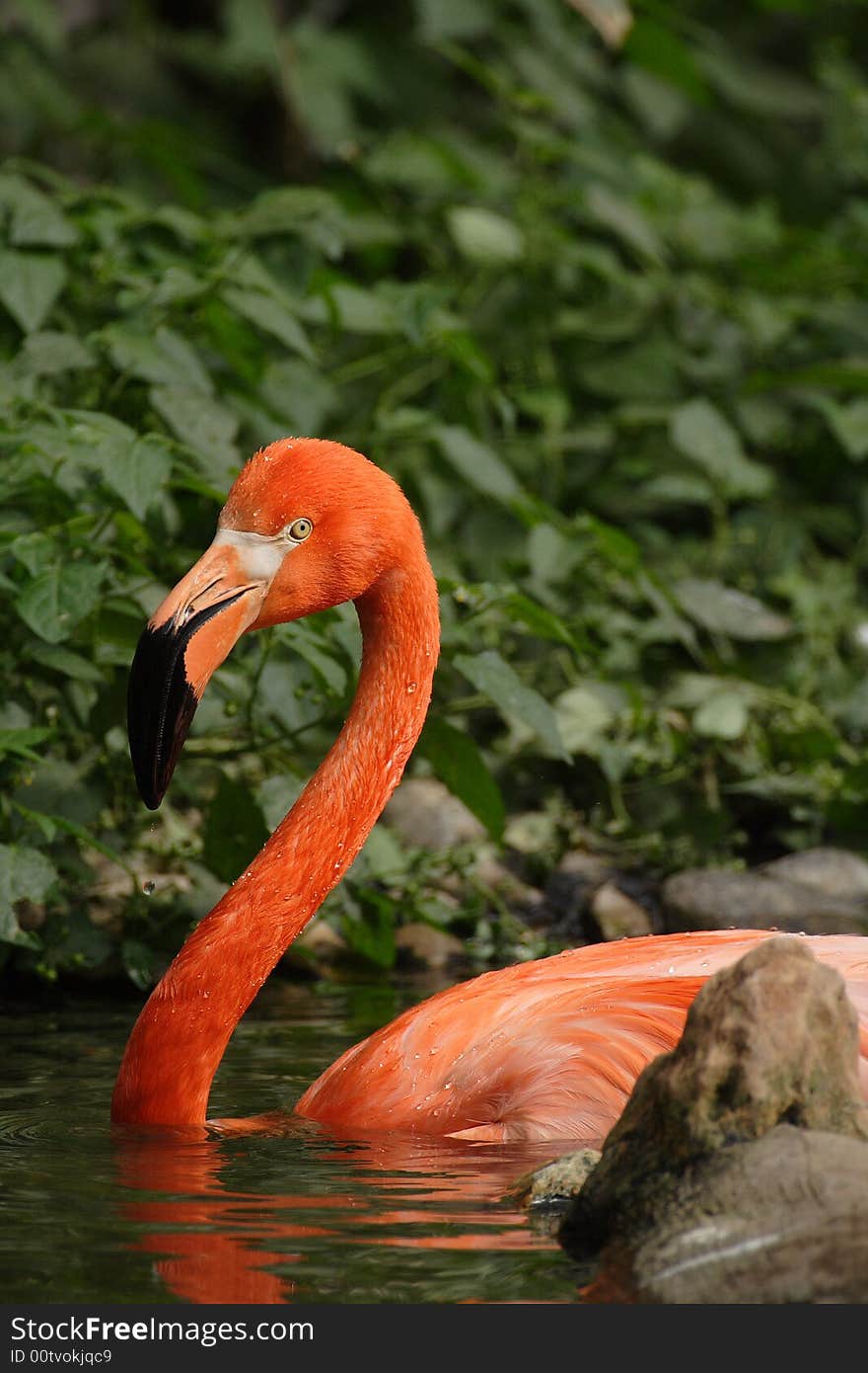 Flamingo