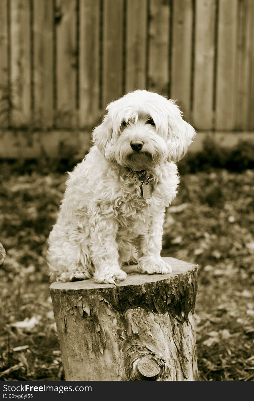 Portrait of a family dog in sepia. Portrait of a family dog in sepia