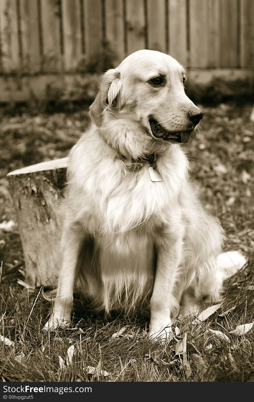 Portrait of golden retriever in sepia. Portrait of golden retriever in sepia