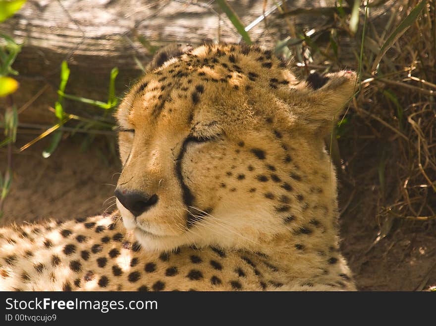 A Cheetah Lying In The Shade