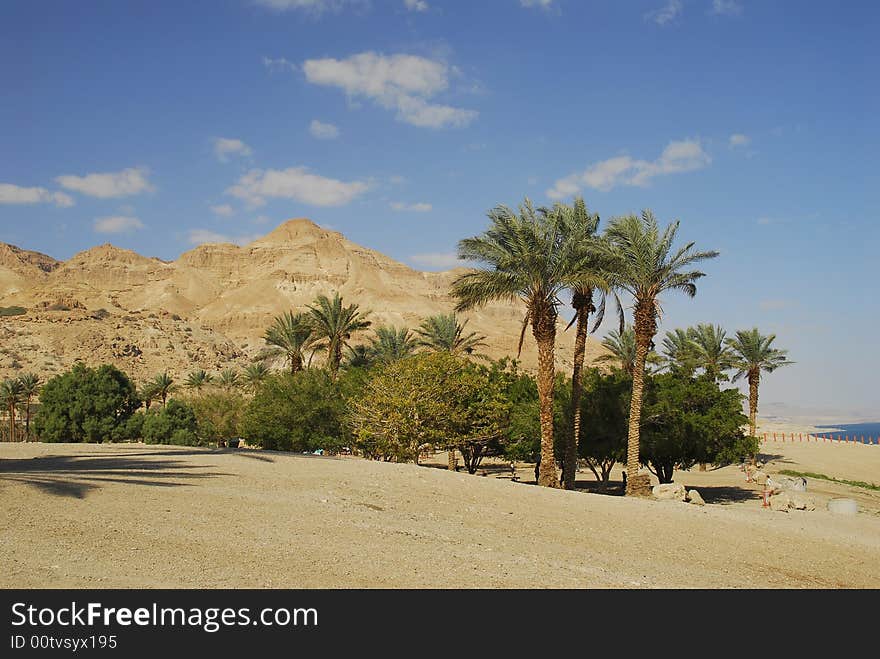 Seashore of the Dead Sea