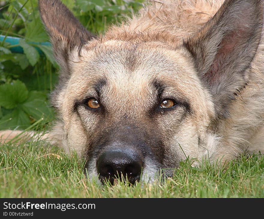 Wolfdog