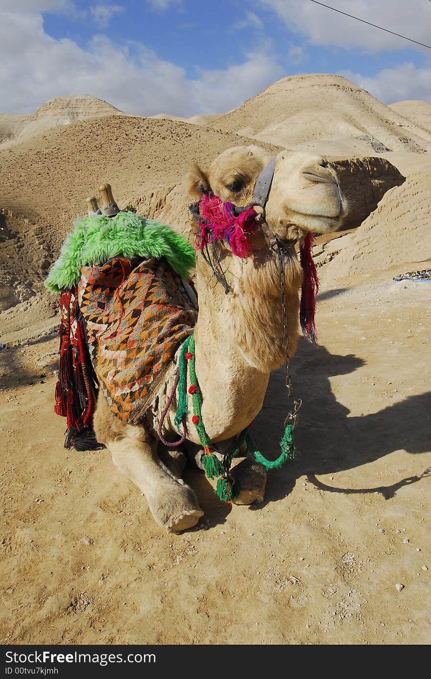 Camel