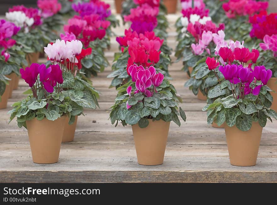 Violets arranged in pots on a wooden crate. Violets arranged in pots on a wooden crate