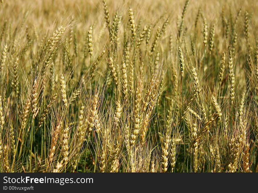 Rye spikes. Please see some similar pictures from my portfolio: