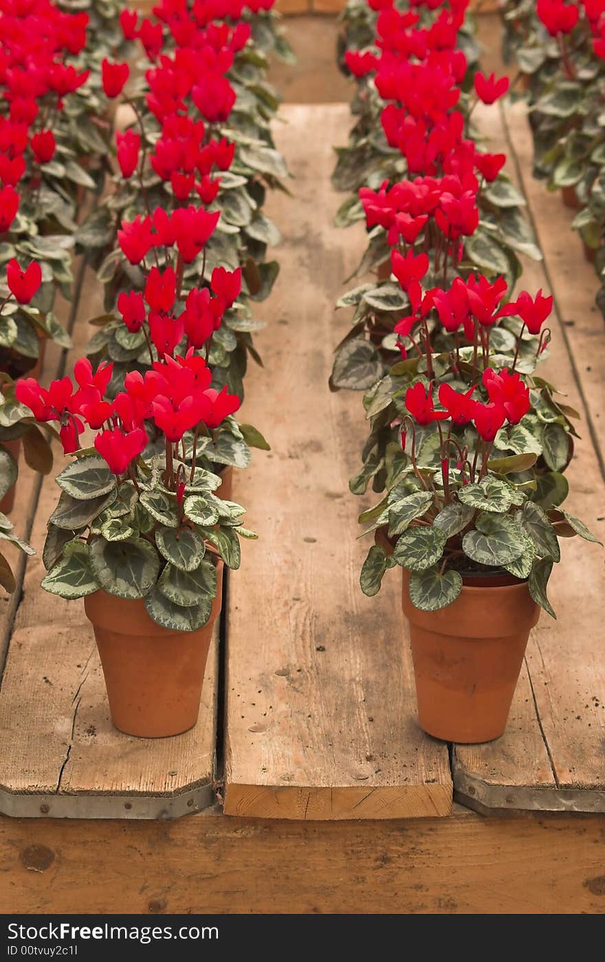 Violets arranged in clay pots in rows on a flower fair