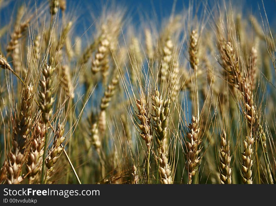 Rye spikes. Please see some similar pictures from my portfolio: