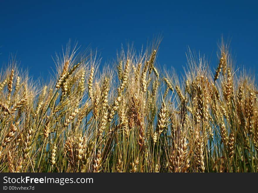 Rye spikes