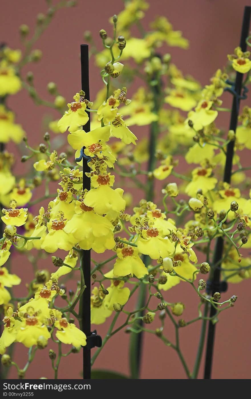 Colorful orchids - still life on flower exposition in Holland