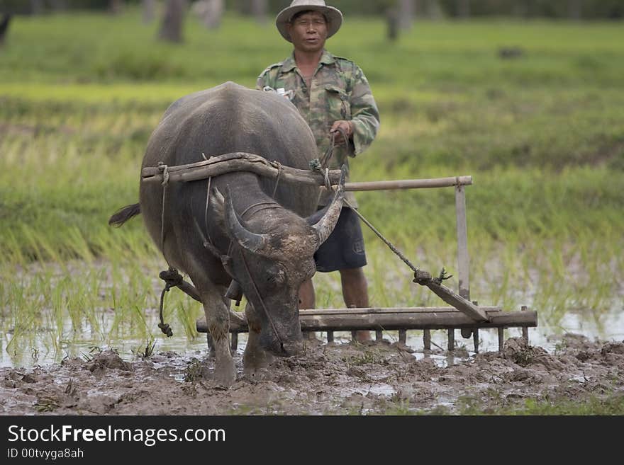 Plough with water buffalo