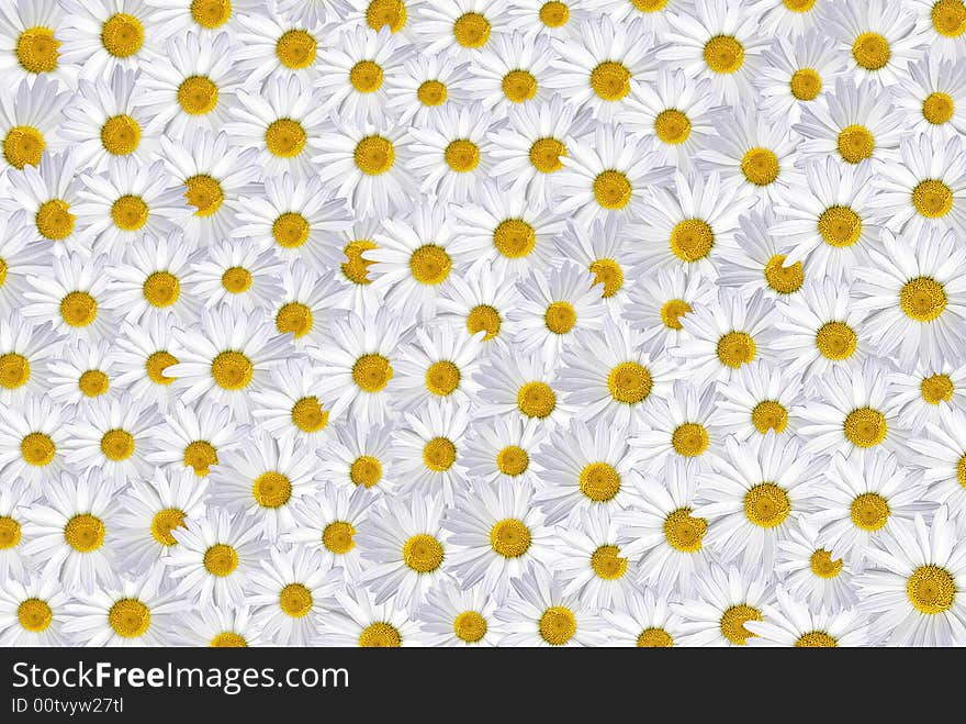 Multiple summer daisies creating a background. Multiple summer daisies creating a background.