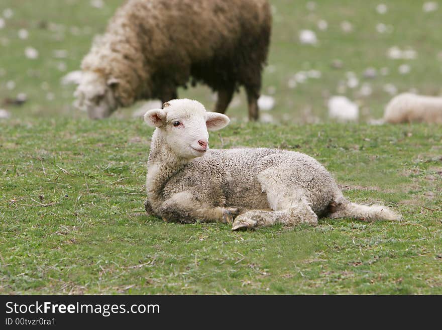 Young lamb on green grass