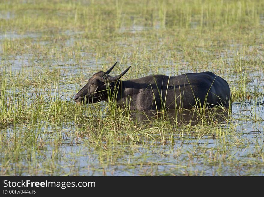 In many parts of Asia, the water buffalo as a working animal use