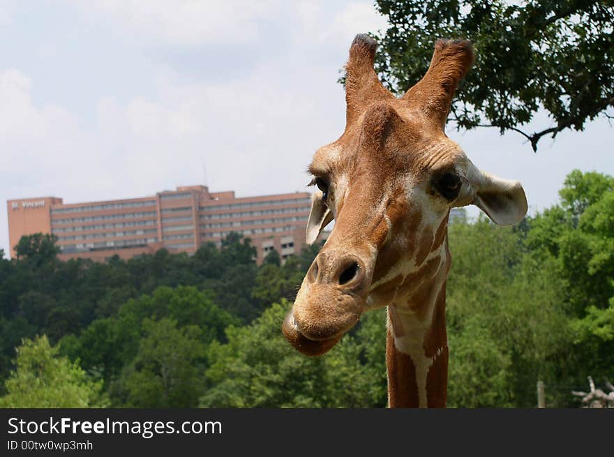 Closeup of a giraffe taken at a local zoo.