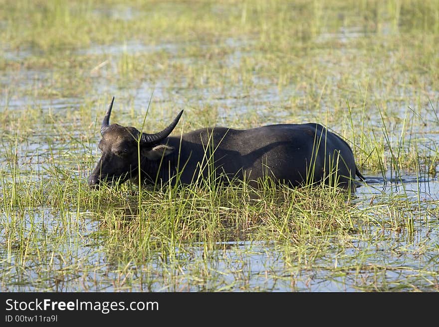 In many parts of Asia, the water buffalo as a working animal use