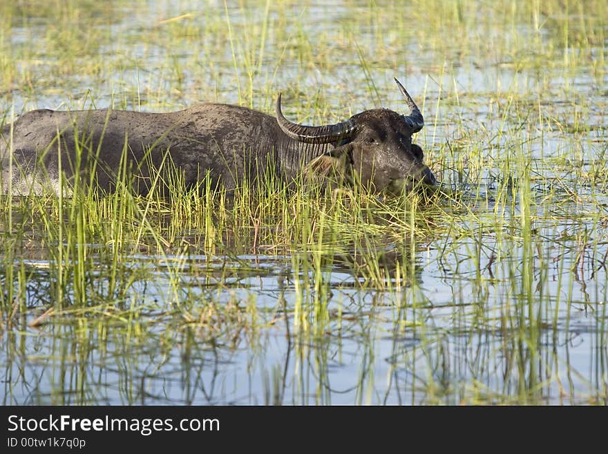 In many parts of Asia, the water buffalo as a working animal use