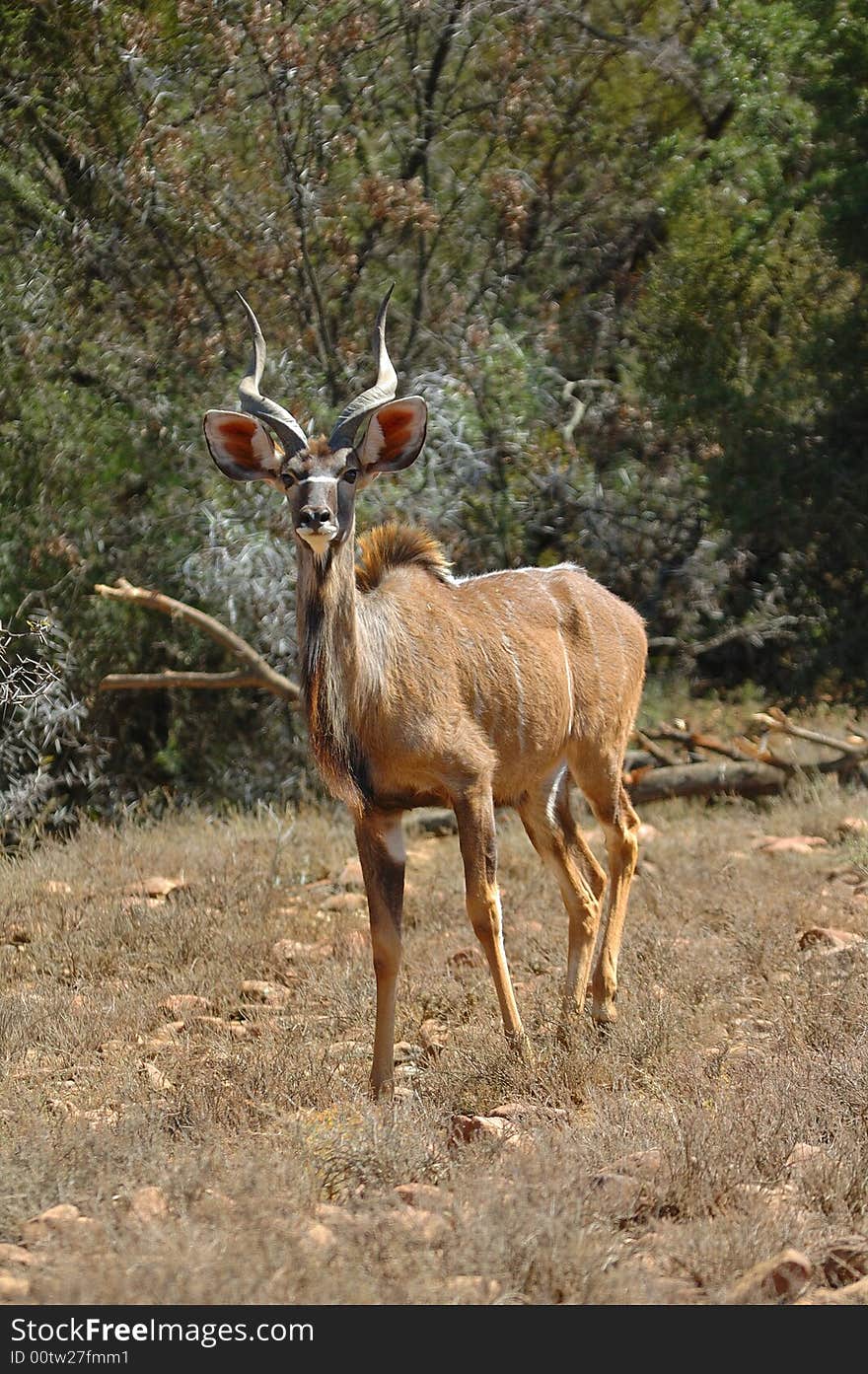 Male Kudu antelope in the bush-veld (South Africa).
The Kudu male is also the heraldic animal of South Africa National Parks (SANParks). Male Kudu antelope in the bush-veld (South Africa).
The Kudu male is also the heraldic animal of South Africa National Parks (SANParks)