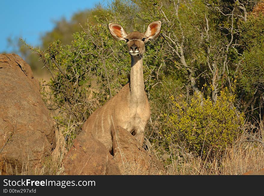 Kudu (Tragelaphus Strepsiceros)