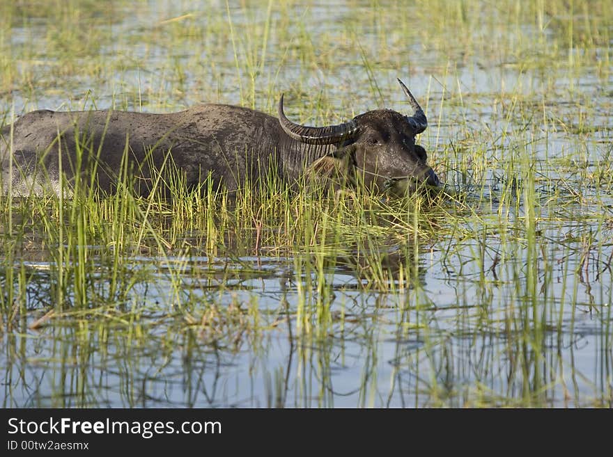 Water Buffalo