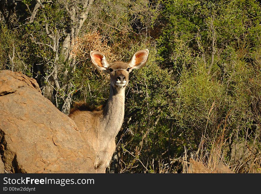 Female Kudu antelope in the bush-veld (South Africa).
The Kudu male is also the heraldic animal of South Africa National Parks (SANParks). Female Kudu antelope in the bush-veld (South Africa).
The Kudu male is also the heraldic animal of South Africa National Parks (SANParks)