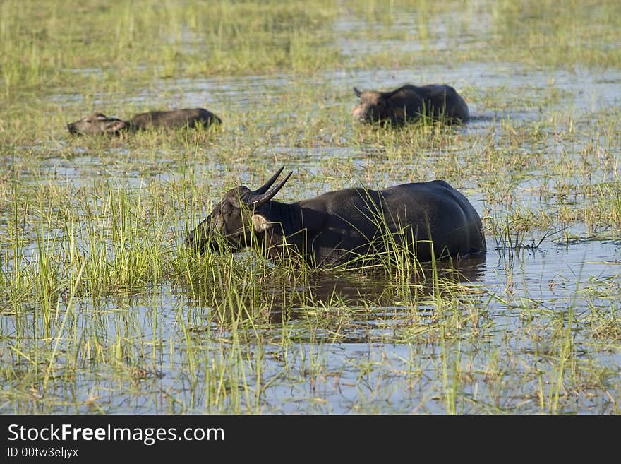 In many parts of Asia, the water buffalo as a working animal use