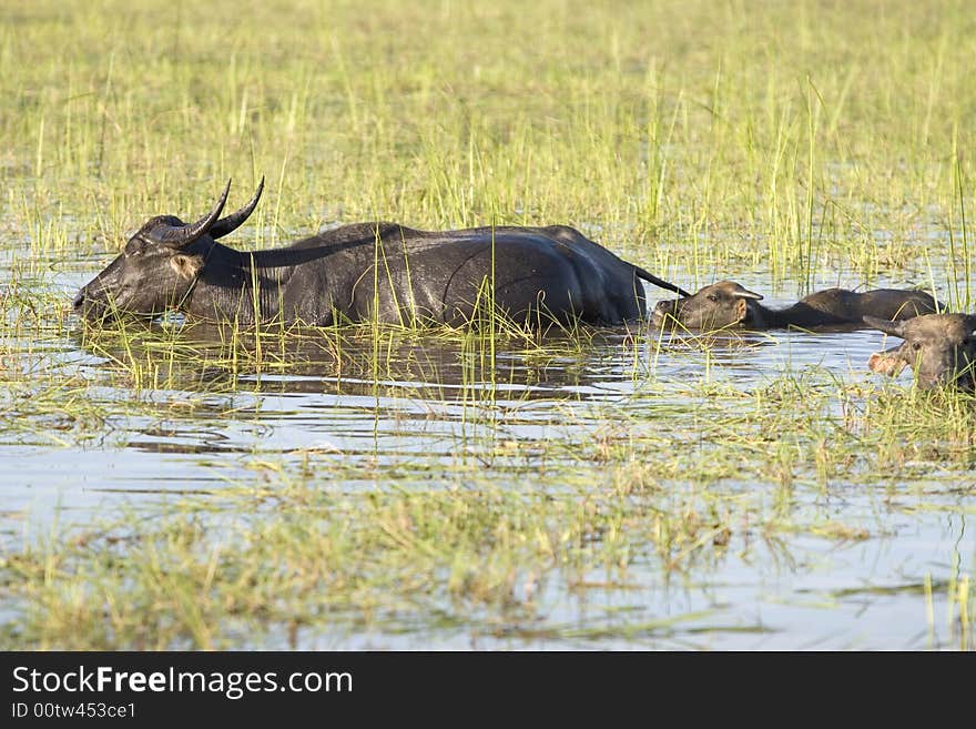 In many parts of Asia, the water buffalo as a working animal use