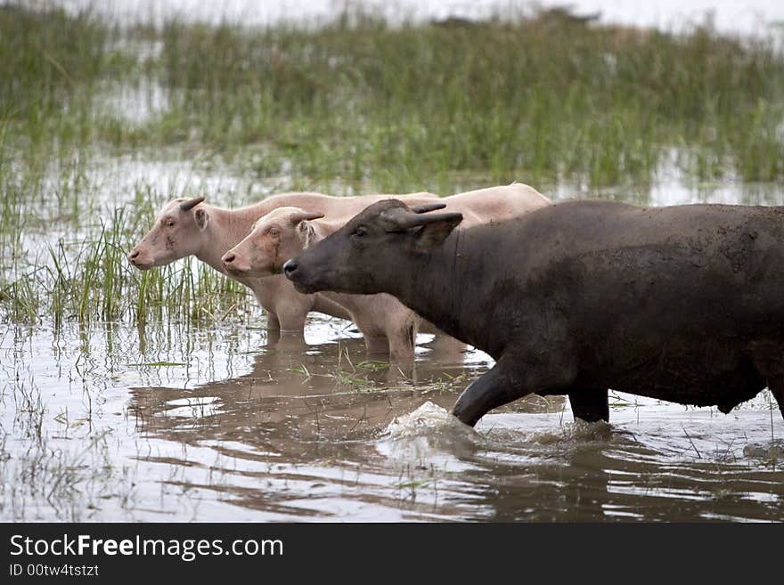 Water Buffalo