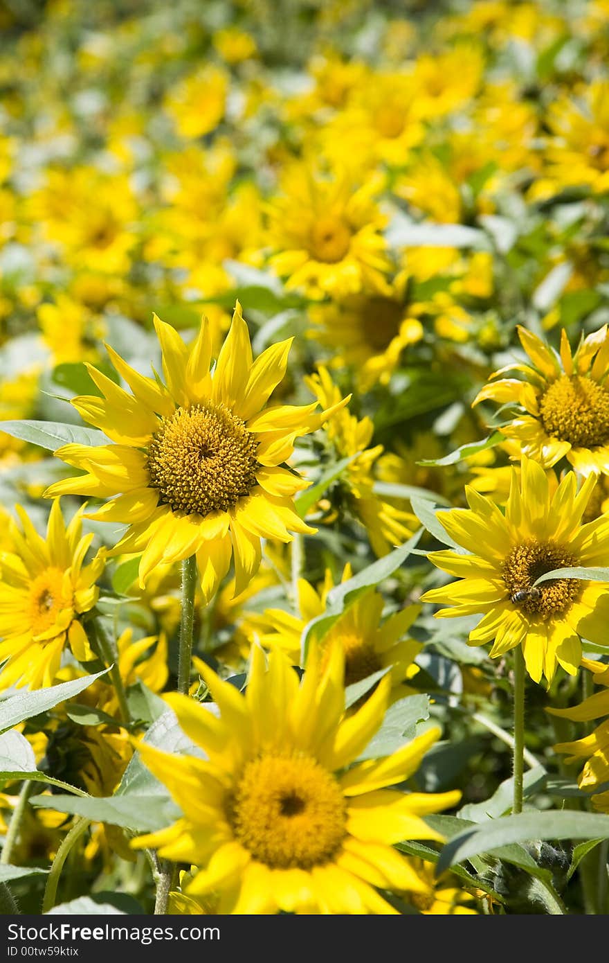 Sunflowers