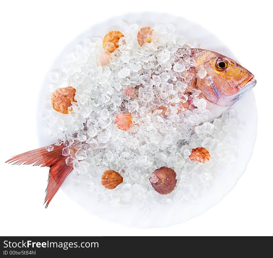 Whole Dorado lays in ice on a white plate with cockleshells on a white background. Whole Dorado lays in ice on a white plate with cockleshells on a white background