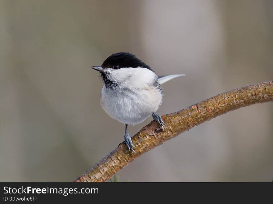 Willow Tit