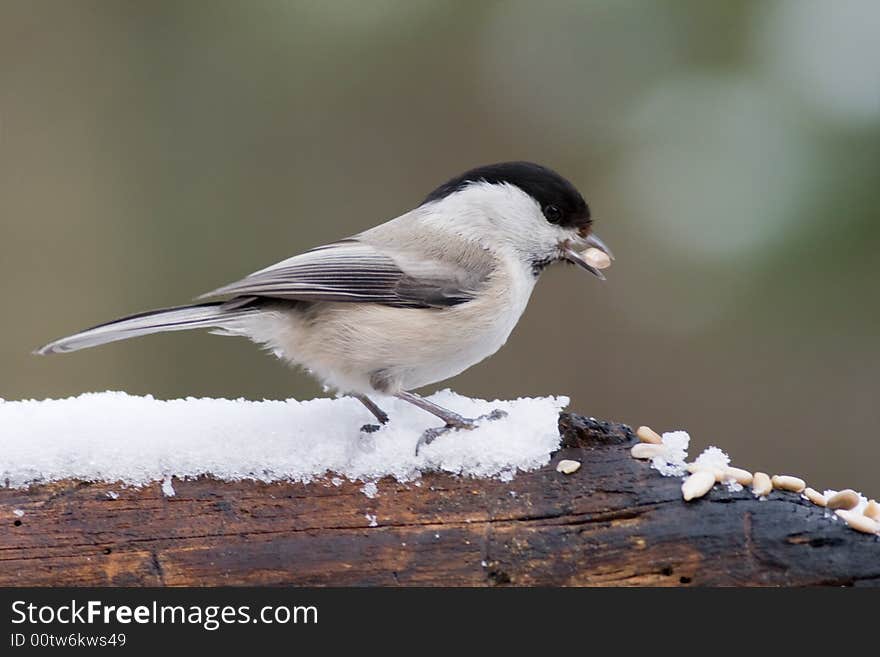 Willow Tit1