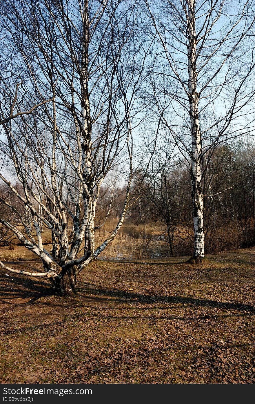 Spring landscape with birch