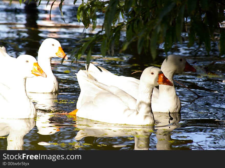 Geese at nature