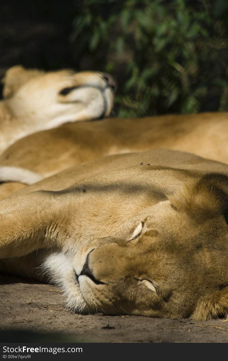 Resting Lionesses