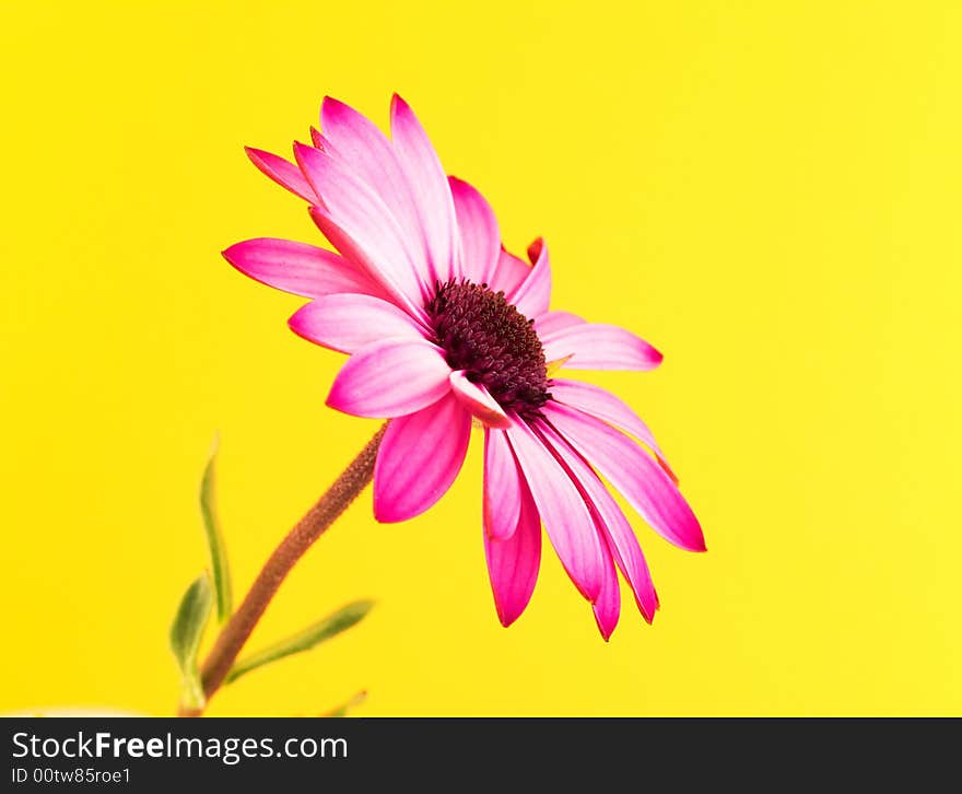 A purple daisy profile with yellow background. A purple daisy profile with yellow background