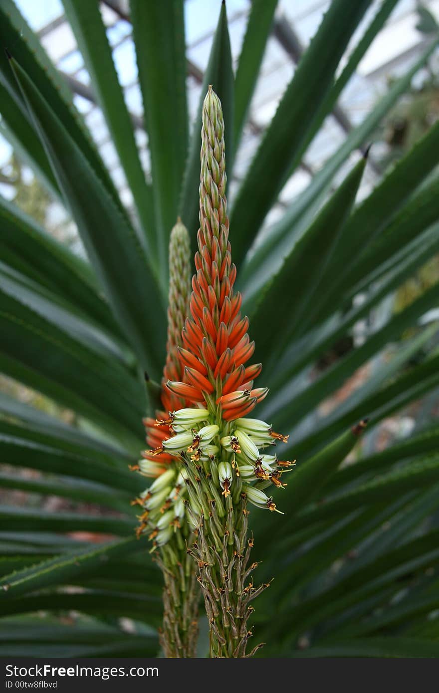 Red Flower Gumamela