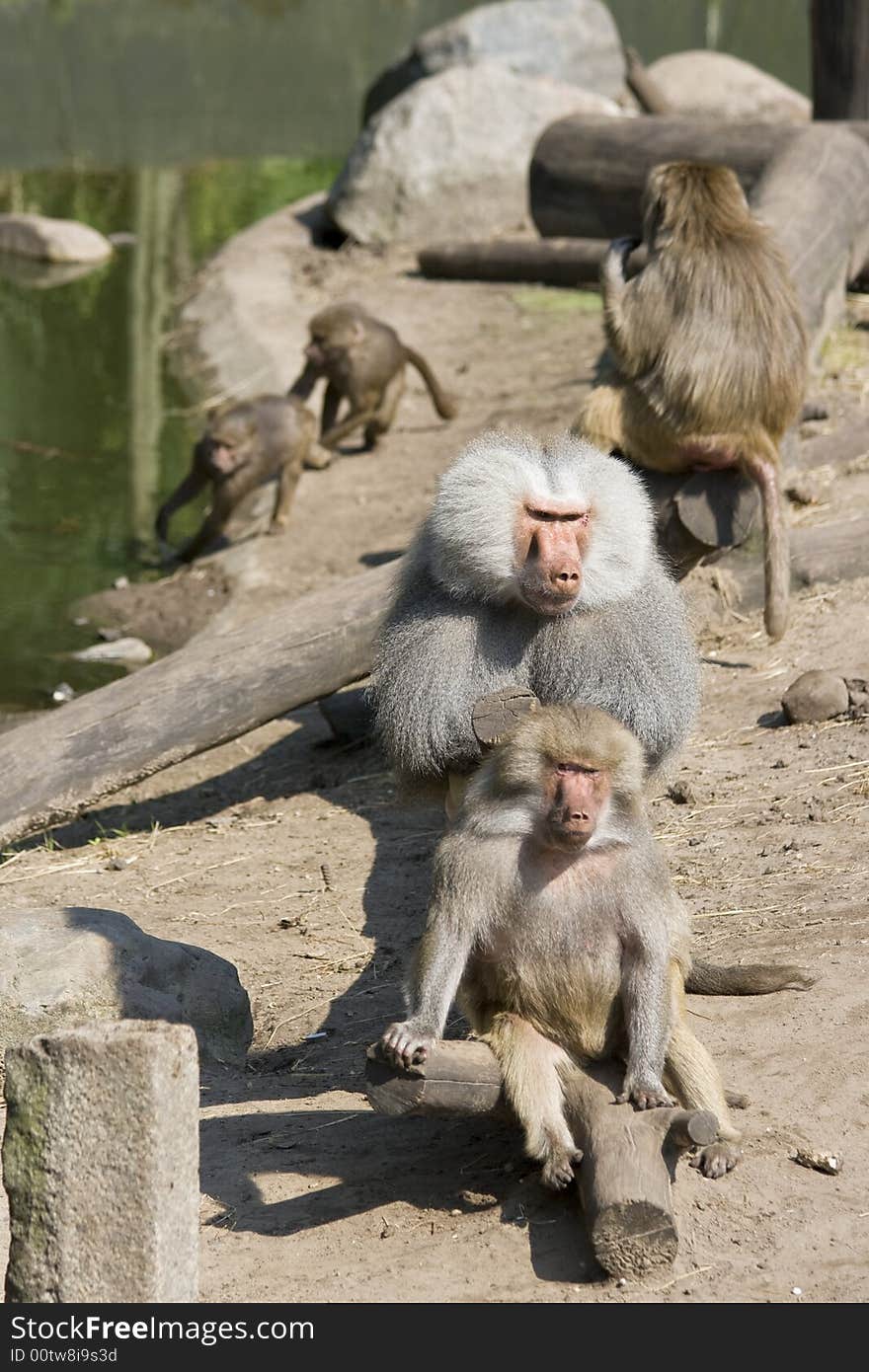 Baboons grooming foreground while two young baboons run in the background. Baboons grooming foreground while two young baboons run in the background.