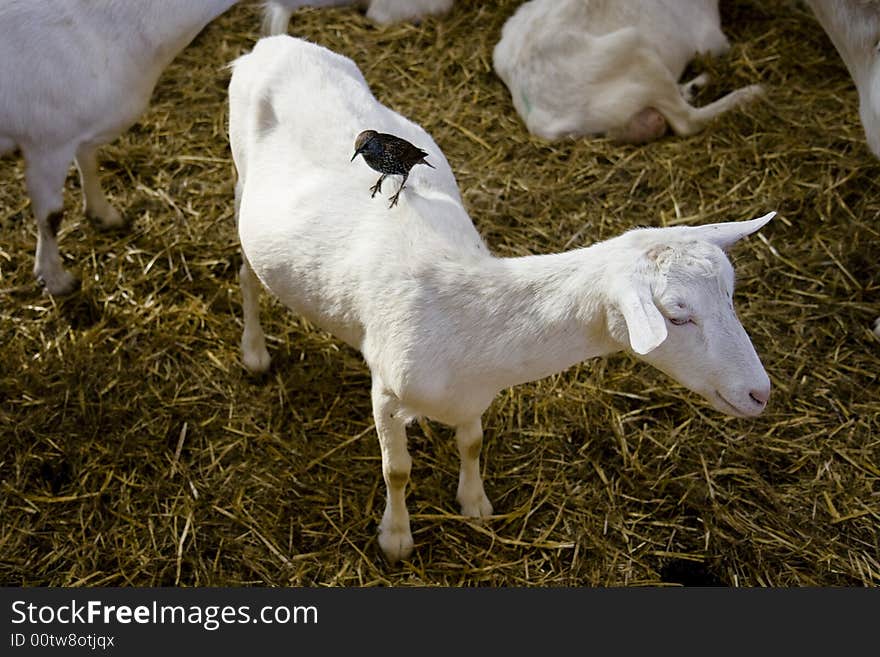 White Goat And A Bird